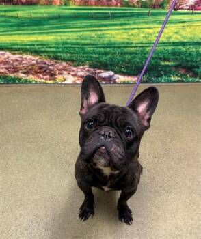 Rescue French Bulldog and Mixed Breed Dogs for Adoption in Moreno Valley, California - A546620 | PetCurious