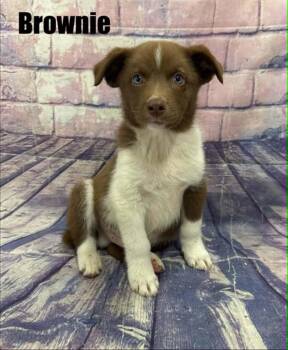 Brownie -  Australian Shepherd Dog for Adoption in Quincy, Michigan - Brownie | PetCurious