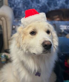 Rescue Great Pyrenees Dogs for Adoption in Raleigh, North Carolina - Arlo | PetCurious