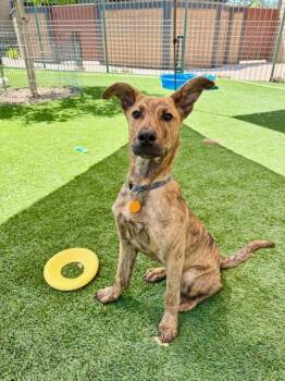 Rescue Greyhound Dogs for Adoption in Agoura Hills, California - Huggins | PetCurious