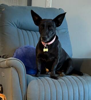 Poppy -  American Staffordshire Terrier and Belgian Shepherd Malinois Dog for Adoption in Santa Monica, California - Poppy | PetCurious
