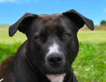 Labrador Retriever Dogs Available for Adoption in Pulaski, Tennessee - Jayden | PetCurious