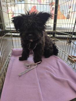 Poodle and Shih Tzu Dogs Available for Adoption in Albuquerque, New Mexico - Georgia | PetCurious