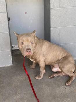 Rescue Mixed Breed Dogs for Adoption in West Chester, Pennsylvania - Hay Ride | PetCurious