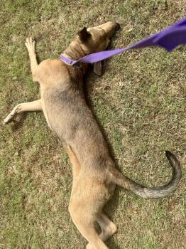 Dudebro -  Shepherd and Black Mouth Cur Dog for Adoption in Tom Bean, Texas - Dudebro | PetCurious
