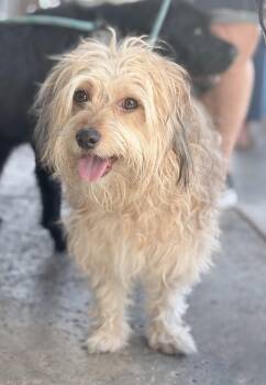 Terrier Dogs Available for Adoption - Mr. Boombastic | PetCurious