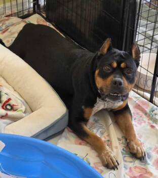 Dreka -  American Bulldog Dog for Adoption in Lakeland, Florida - Dreka | PetCurious