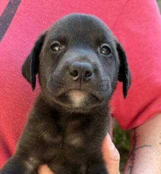 Baby Jesse -  Labrador Retriever Dog for Adoption in Washington, District Of Columbia - Baby Jesse | PetCurious