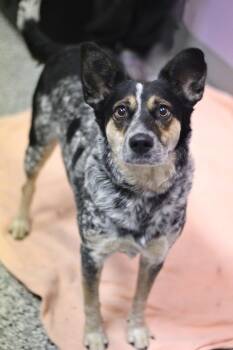 Jovial in NH. Come Meet our Adoptable Dogs Wednesday-Saturday. M -  Cattle Dog Dog for Adoption in Manchester, New Hampshire - Jovial In NH. Come Meet Our Adoptable Dogs Wednesday-Saturday. M | PetCurious