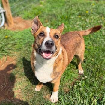 Bobby -  Cardigan Welsh Corgi and Mixed Breed Dog for Adoption - Bobby | PetCurious