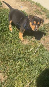 Miniature Pinscher Dogs Available for Adoption in Aurora, Indiana - Lil Milo | PetCurious