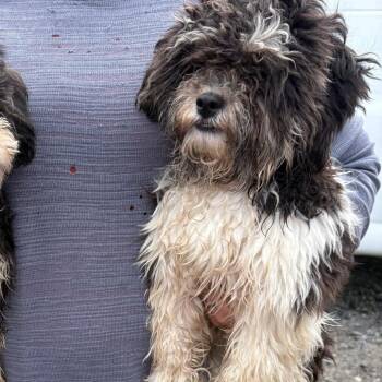 Shih Tzu Dogs Available for Adoption in Pennsville Township, New Jersey - Pansy | PetCurious