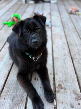 Nyx -  Husky Dog for Adoption in Anchorage, Alaska - Nyx | PetCurious