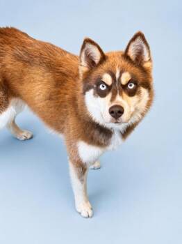 Siberian Husky and Mixed Breed Dogs Available for Adoption in Bowling Green, Kentucky - Red | PetCurious