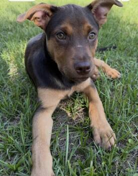 Dutch Shepherd Dogs Available for Adoption in Pensacola, Florida - Buster | PetCurious