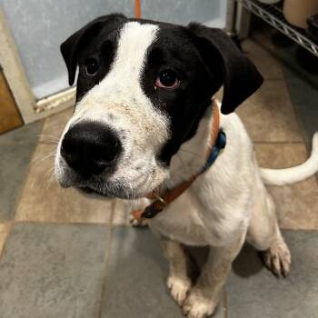 Mixed Breed Dogs Available for Adoption in Chattanooga, Tennessee - Radish | PetCurious