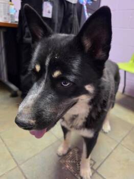 LUCAS -  Shepherd and Mixed Breed Dog for Adoption in El Paso, Texas - LUCAS | PetCurious