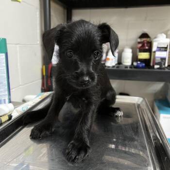 Standard Schnauzer and Chihuahua Dogs Available for Adoption in Birmingham, Alabama - Nihla | PetCurious