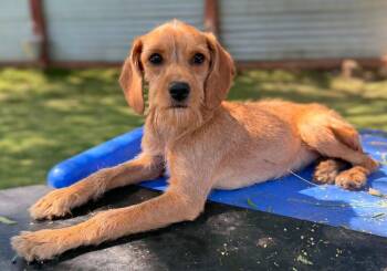 Atrium -  Dachshund and Poodle Dog for Adoption in Ramona, California - Atrium | PetCurious