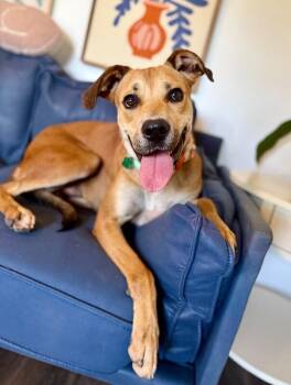 Labrador Retriever and Pit Bull Terrier Dogs Available for Adoption - Rye Sweet As Pie Loves Everyone | PetCurious