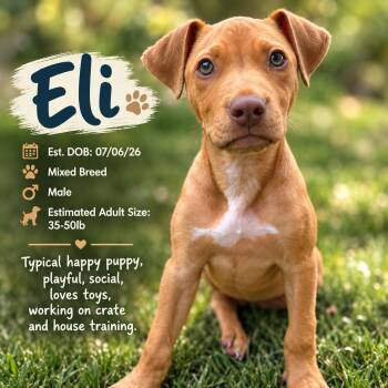 ELI -  Terrier Dog for Adoption in Evans, Georgia - ELI | PetCurious