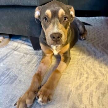 Rescue Pit Bull Terrier and Great Dane Dogs for Adoption in West Chester, Pennsylvania - Apollo | PetCurious