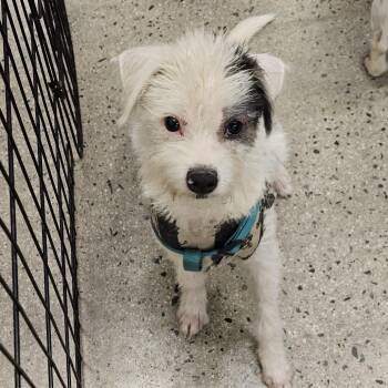 Sailor -  Shih Tzu and Mixed Breed Dog for Adoption in Apple Valley, California - Sailor | PetCurious