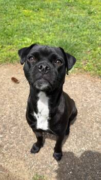 Pug and Pit Bull Terrier Dogs Available for Adoption in Simsbury, Connecticut - Mickey | PetCurious
