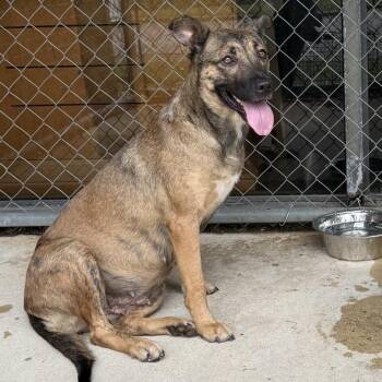Snickerdoodle -  Shepherd Dog for Adoption in Birmingham, Alabama - Snickerdoodle | PetCurious