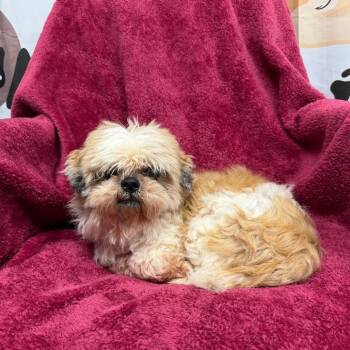 Randy - 1517 -  Shih Tzu Dog for Adoption in Uniontown, Pennsylvania - Randy - 1517 | PetCurious