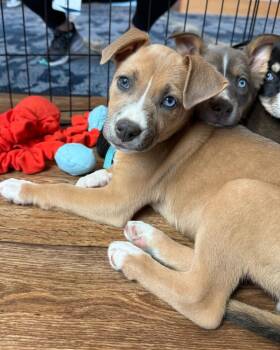 Husky and Australian Cattle Dog Blue Heeler Dogs Available for Adoption in Brighton, Colorado - 369-26 | PetCurious