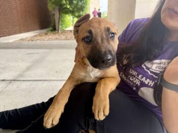 Labrador Retriever Dogs Available for Adoption in The Woodlands, Texas - Daiquri | PetCurious