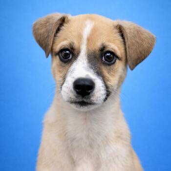 Mixed Breed Dogs Available for Adoption in Mankato, Minnesota - Teddy Bear | PetCurious