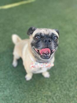 Rescue Pug Dogs for Adoption in Gardena, California - Lightning | PetCurious