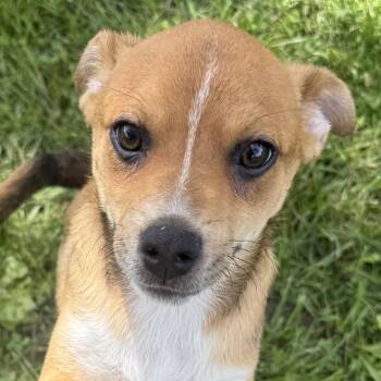 Hamm -  Chug Dog for Adoption in Auburn, Nebraska - Hamm | PetCurious