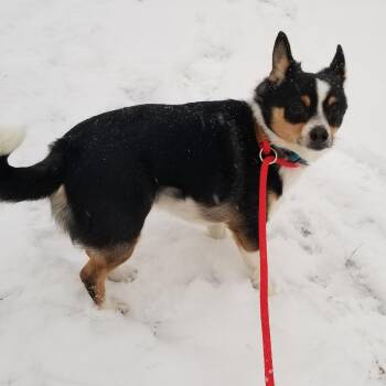 Chihuahua Dogs Available for Adoption - Patches | PetCurious