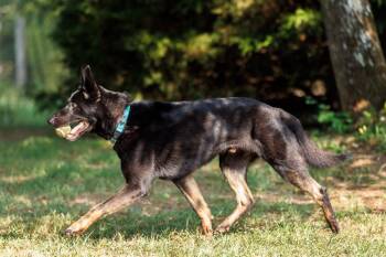 Pharaoh -  German Shepherd Dog Dog for Adoption in Dacula, Georgia - Pharaoh | PetCurious