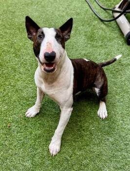 Rescue Pit Bull Terrier Dogs for Adoption in San Francisco, California - Ringo | PetCurious