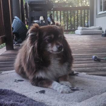 CJ -  Australian Shepherd Dog Available for Adoption in Corvallis, Oregon - CJ | PetCurious