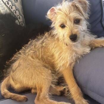 Poodle and Spaniel Dogs Available for Adoption in Escondido, California - Mario | PetCurious