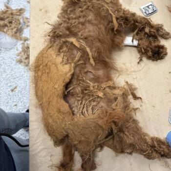 Tan Turtleback 8040 -  Poodle Dog for Adoption in Loxahatchee Groves, Florida - Tan Turtleback 8040 | PetCurious