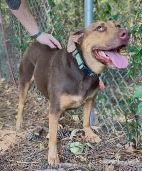 Mazie -  Labrador Retriever Dog for Adoption in Little Rock, Arkansas - Mazie | PetCurious