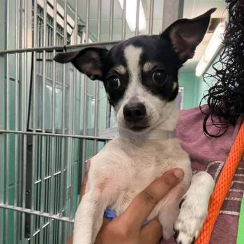 Minnie -  Chihuahua and Jack Russell Terrier Dog for Adoption in Boulder, Colorado - Minnie | PetCurious