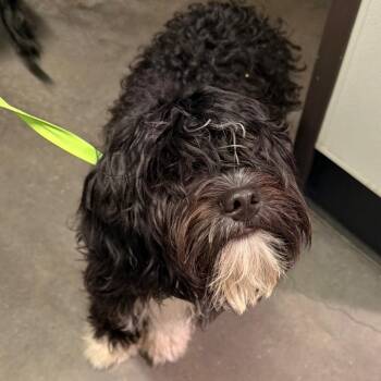 Lorenzo -  Cockapoo and Mixed Breed Dog for Adoption in Tampa, Florida - Lorenzo | PetCurious