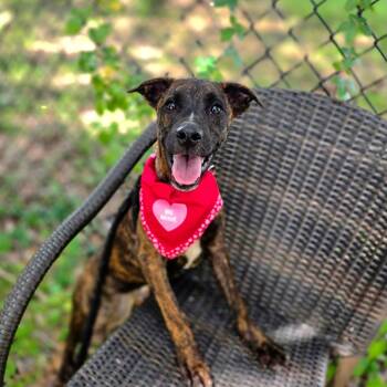Daphne -  Labrador Retriever and Mixed Breed Dog for Adoption in Port Charlotte, Florida - Daphne | PetCurious