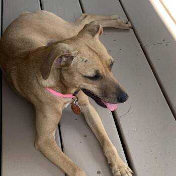 Jane Dawg -  Feist Dog for Adoption in Blairsville, Georgia - Jane Dawg | PetCurious