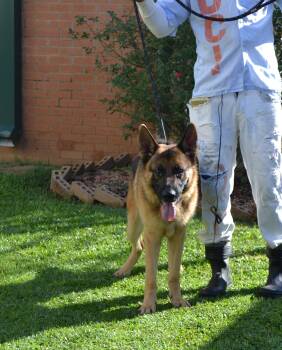 King Louie -  German Shepherd Dog Dog for Adoption in Jackson, Louisiana - King Louie | PetCurious