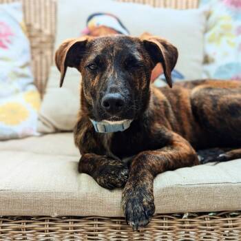 Flower Child D70415 -  Catahoula Leopard Dog and Plott Hound Dog for Adoption in Minnetonka, Minnesota - Flower Child D70415 | PetCurious