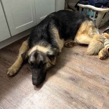 Shepherd and Husky Dogs Available for Adoption - Nova | PetCurious