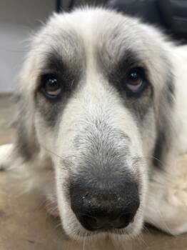 Great Pyrenees Dogs Available for Adoption - Pearl | PetCurious